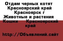 Отдам черных котят - Красноярский край, Красноярск г. Животные и растения » Кошки   . Красноярский край